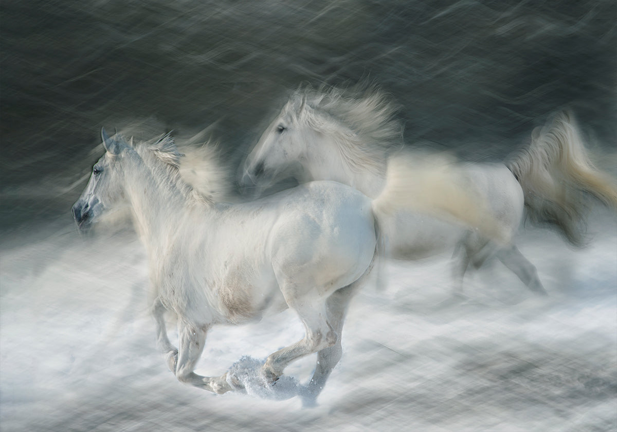 cval v souboji Plakát