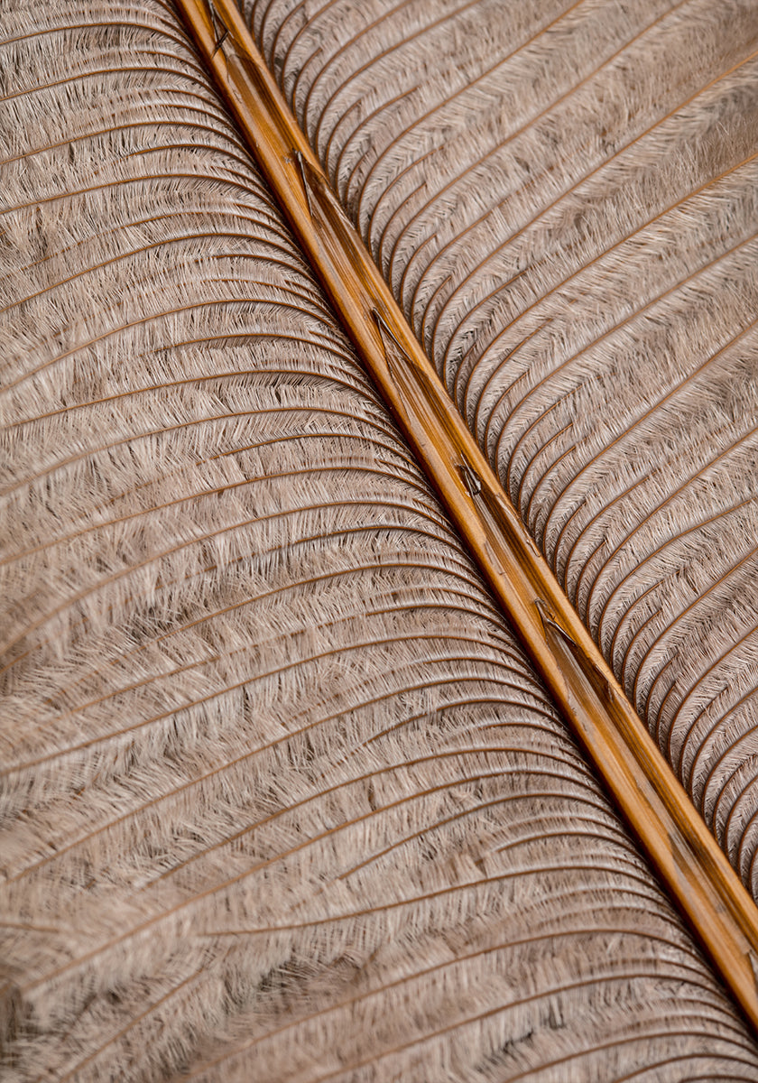 Plakát Feather_007