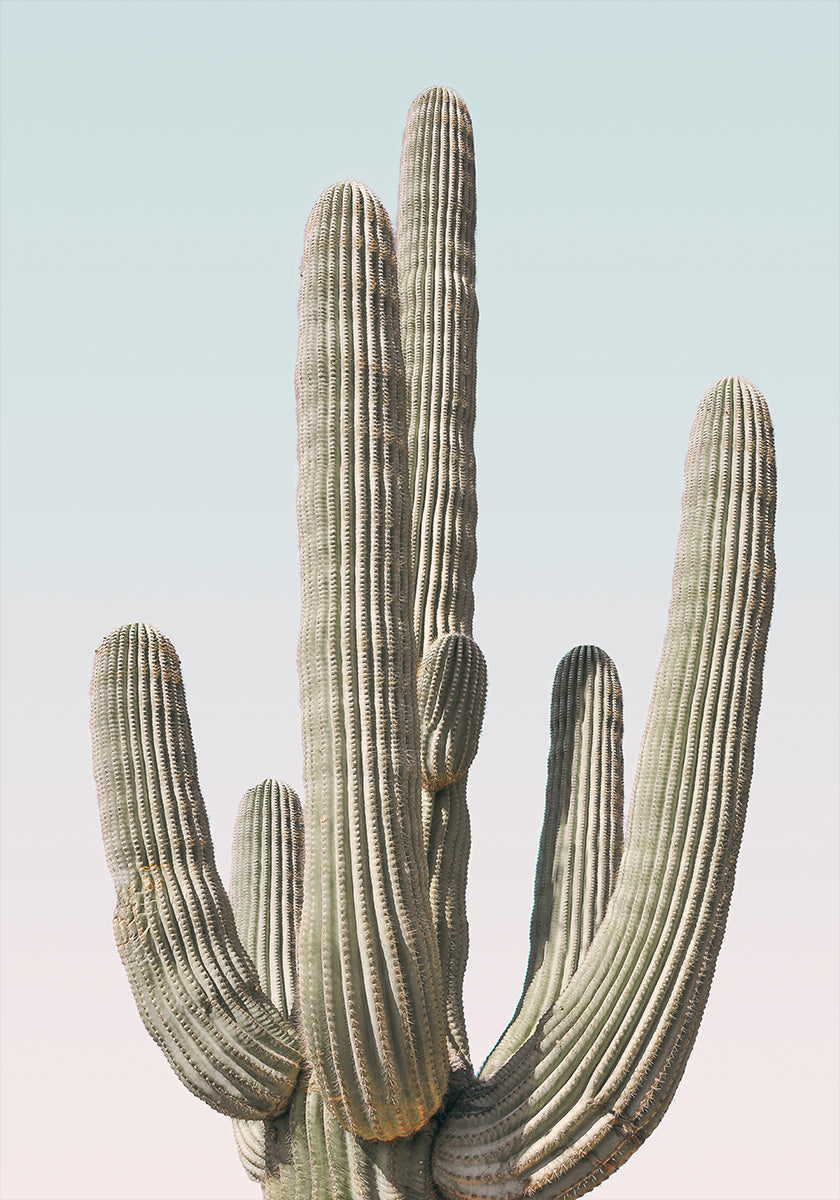 Plakát Saguaro