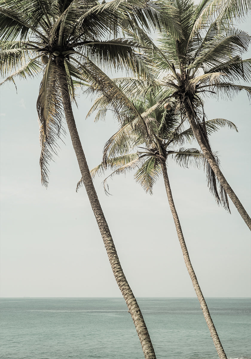 Plakát Ocean Breeze Palms