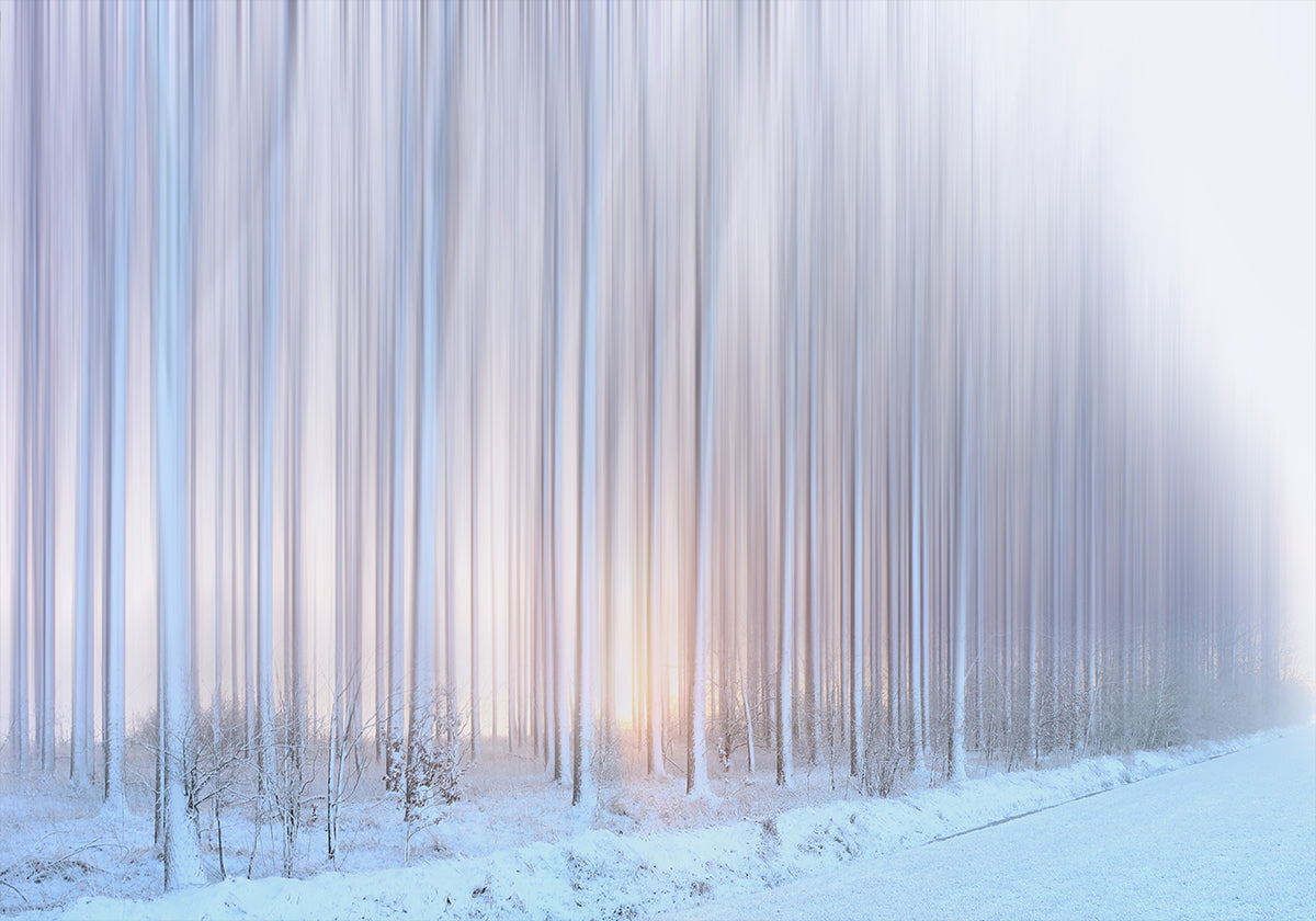 opona stromů Plakát