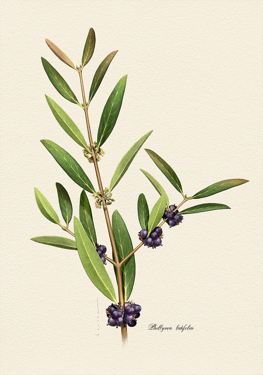 Plakát Botanika Phillyrea Latifolia