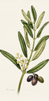 Olea Europaea (NEW) - Posterbox