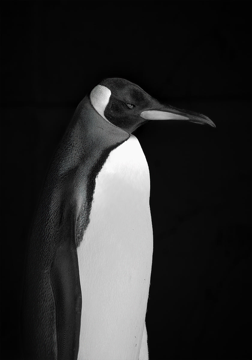 Plakát Pan Penguin