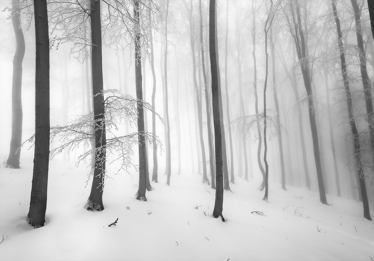 Silence of the forest Poster