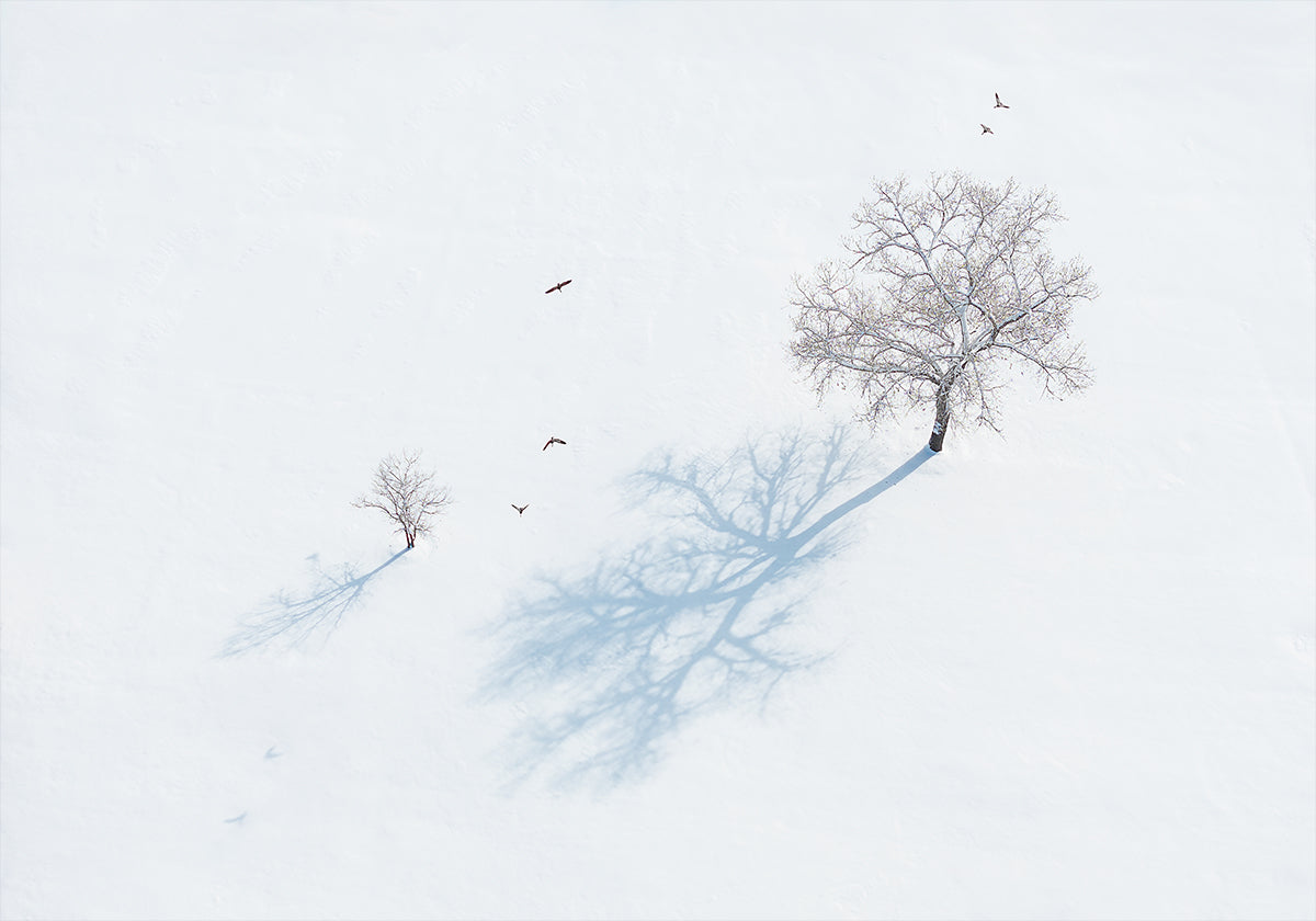 Plakát Stíny stromů a ptáci