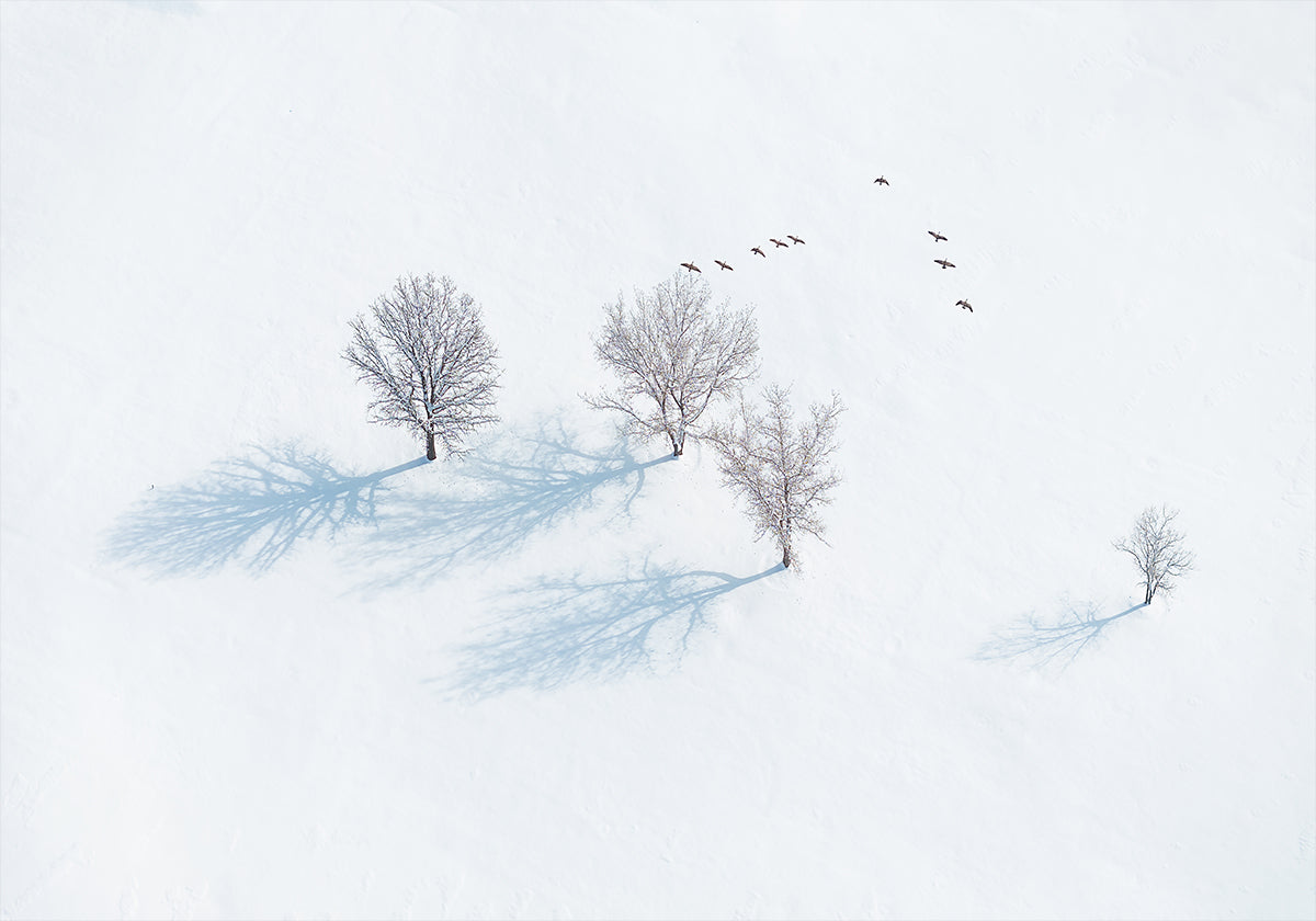 Stromy a ptáci plakát