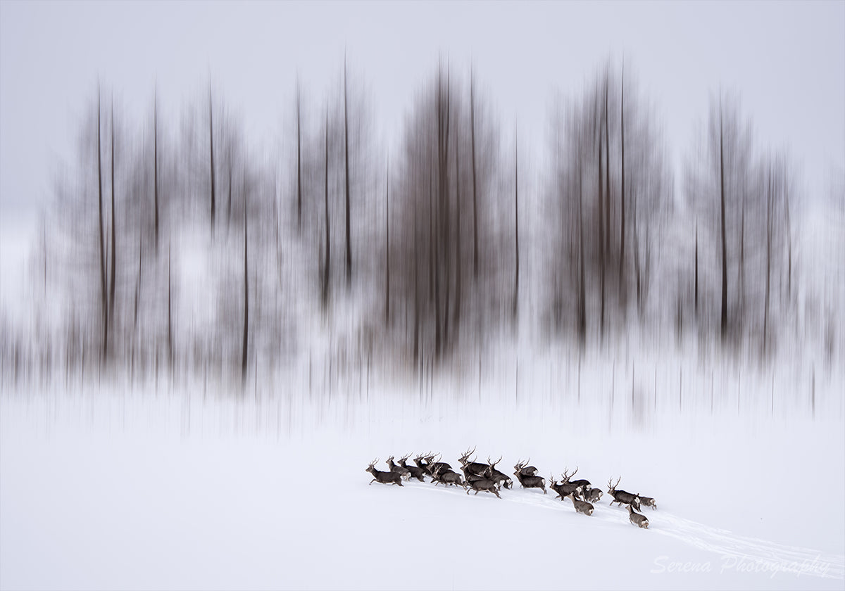 Plakát Zima na Hokkaidó
