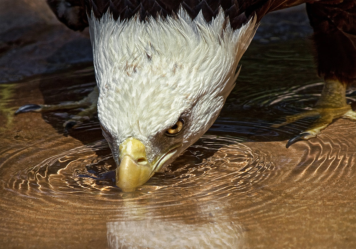 Plakát Cool drink v horkém dni