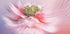 Blush Symphony (NEW) - Posterbox