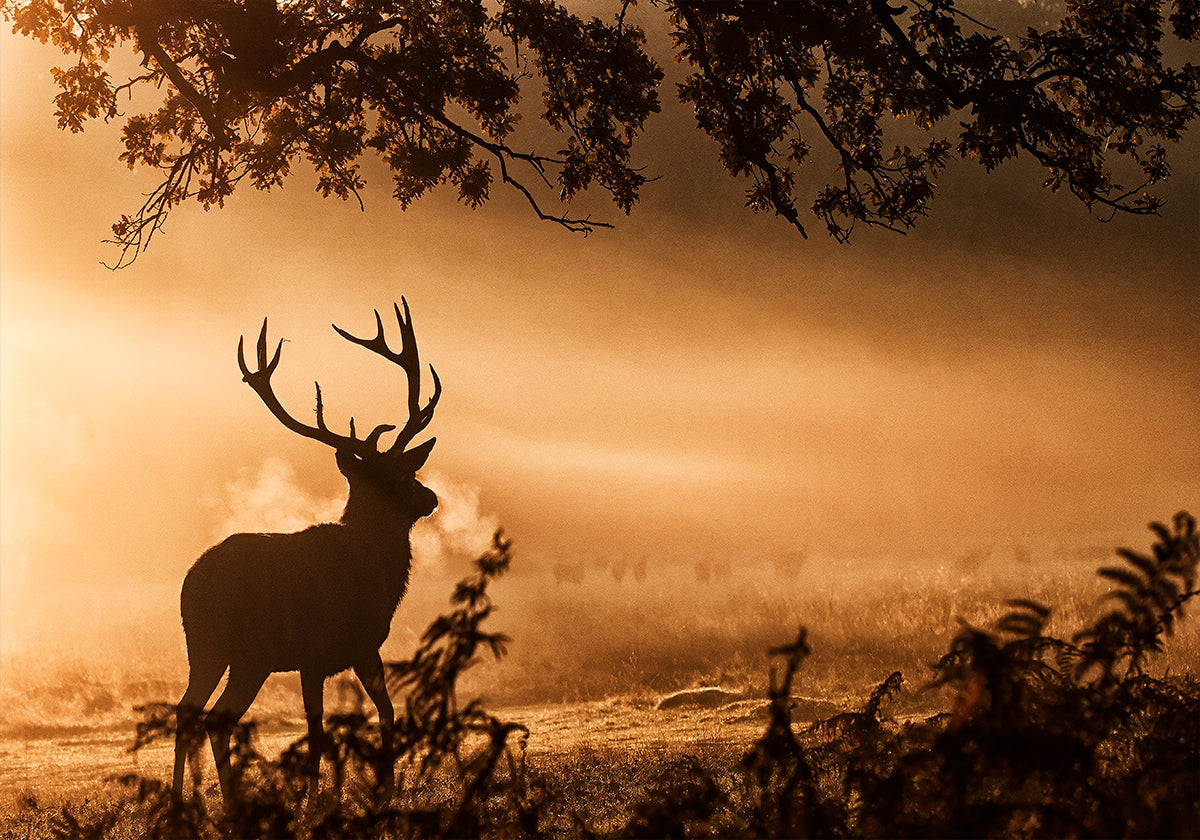 Plakát Red Deer Stag in the Mist