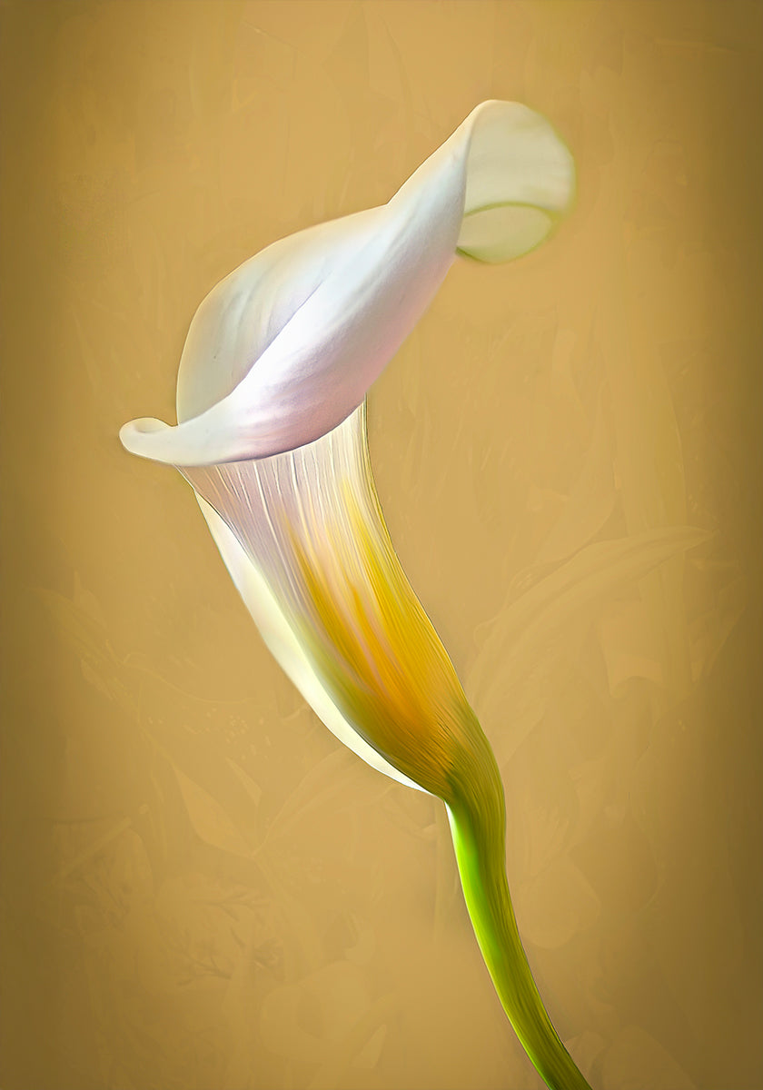 CallaLilly (NEW) - Posterbox