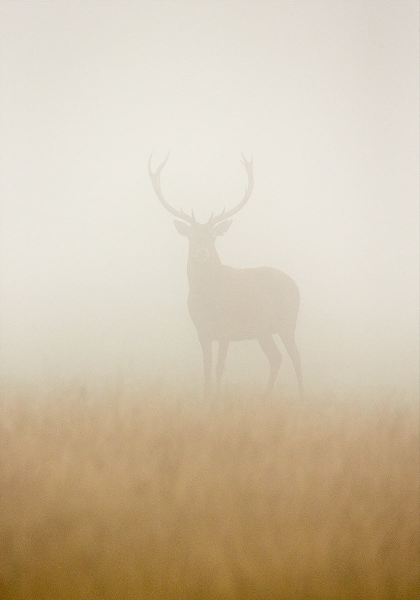 Plakát Ghost Stag