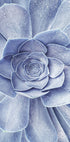 Blue Flower Cactus Plakat - Posterbox.no
