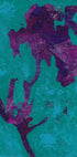 Purple Iris Plakat - Posterbox