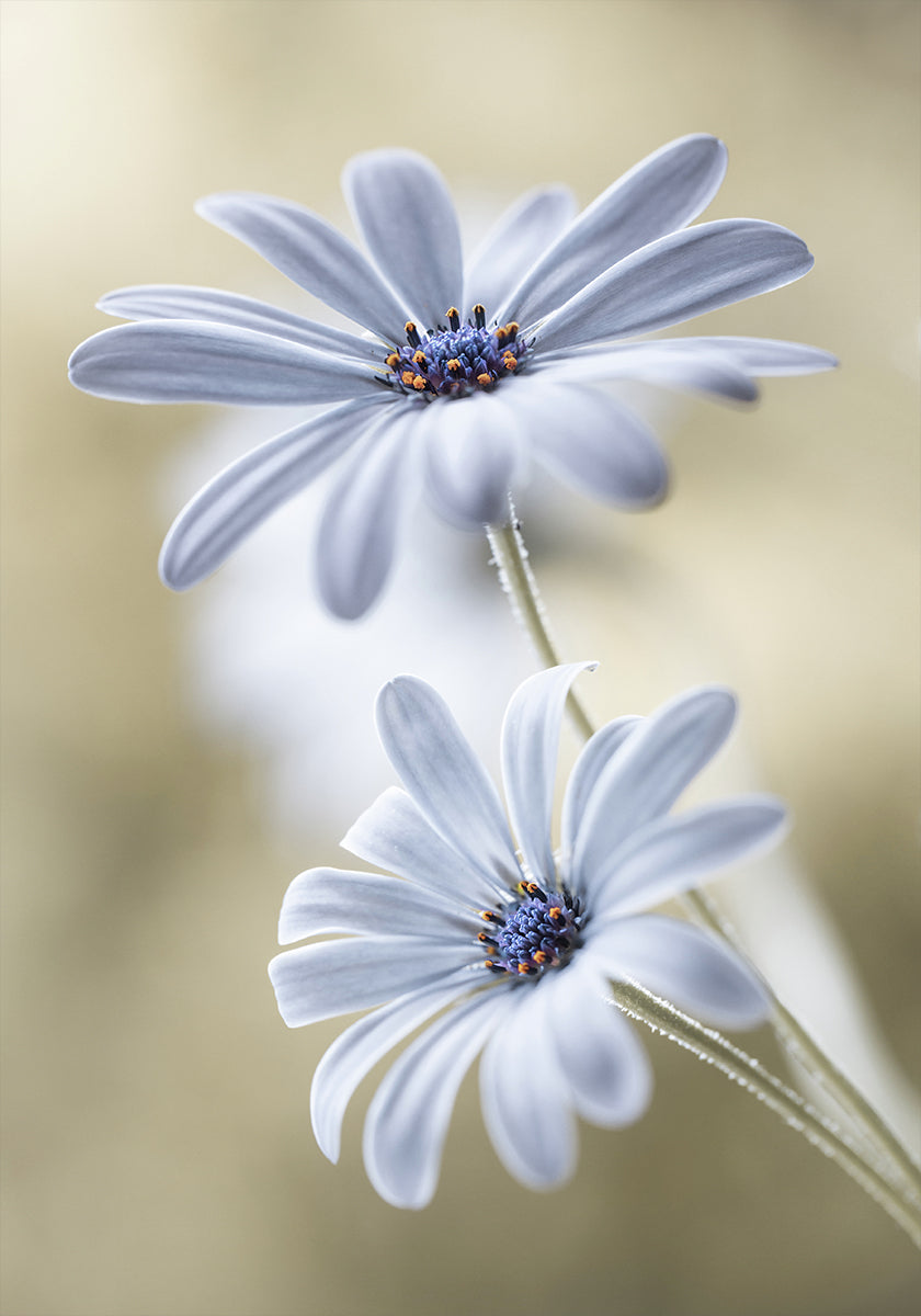 Plakát Cape daisies