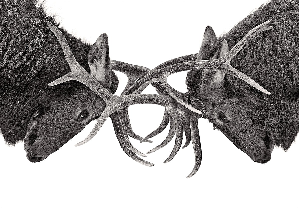 Plakát z očí do očí – boj s losy