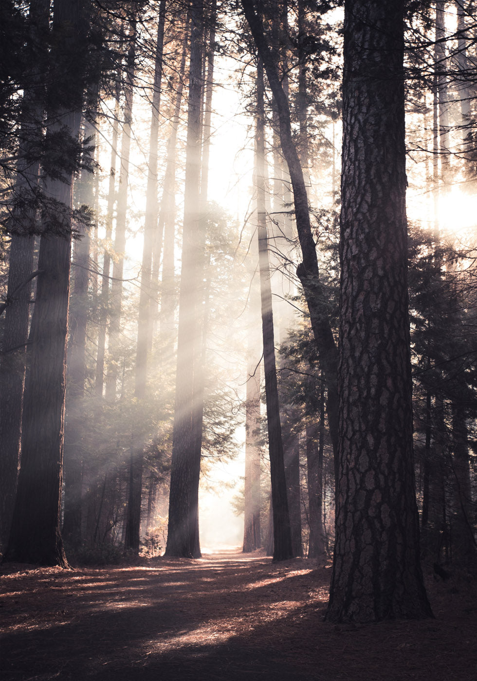 Plakát Yosemite Valley - Posterbox.no