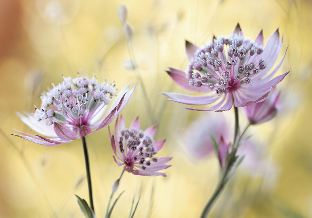 Plakát Astrantia Major