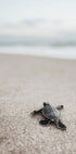 Baby Turtle Journey Plakat - Posterbox.dk