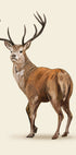 Brown Deer Plakat - Posterbox.dk