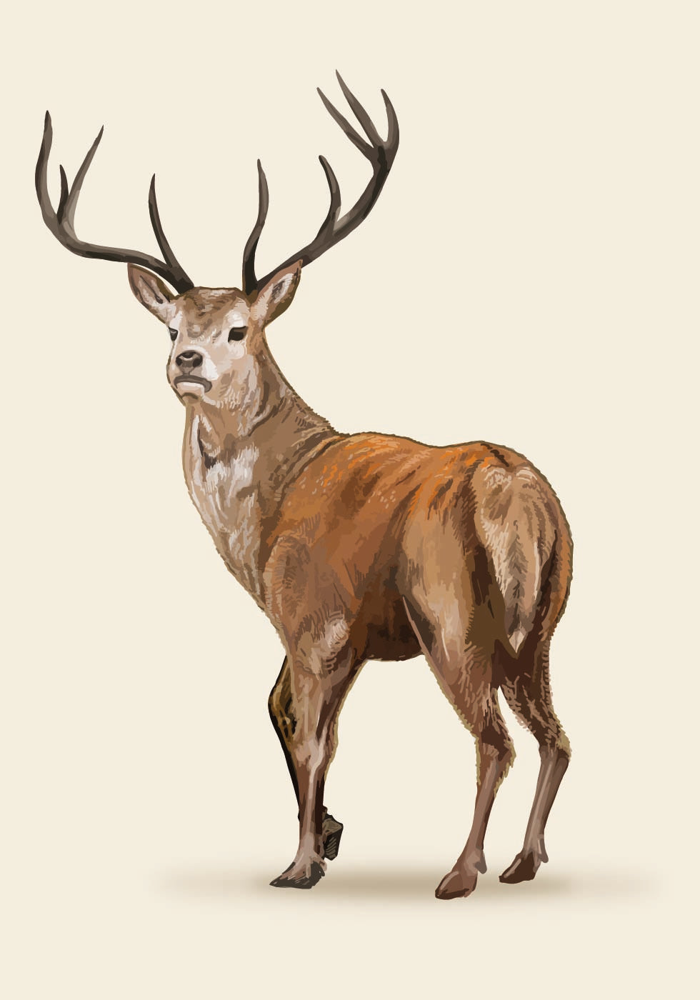 Brown Deer Plakat - Posterbox.dk