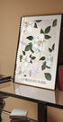 Camellia Flowers Plakat - Posterbox.dk