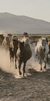 Wild Horses Gallop Plakat - Posterbox.dk