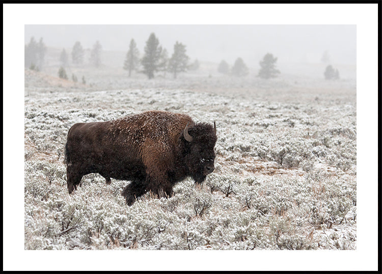 Pozdní podzim Yellowstone