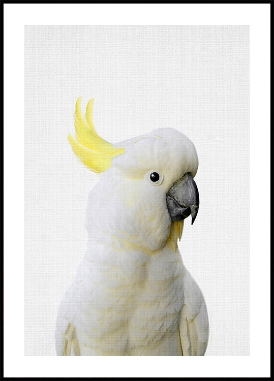 Plakát Kakadu Peekaboo