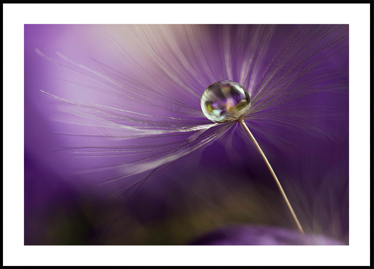 V odstínech fialové