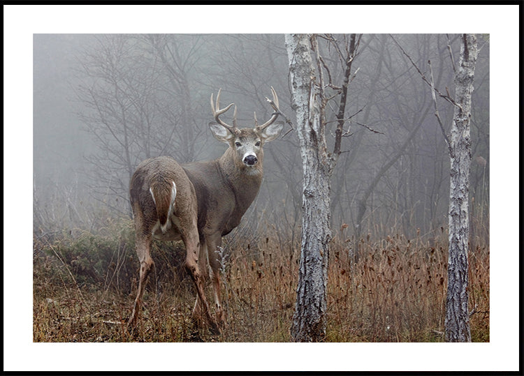 Plakát White-tailed buck - V podzimní mlze