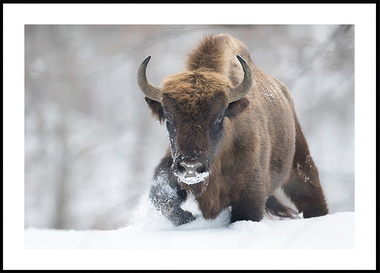 Rewilded