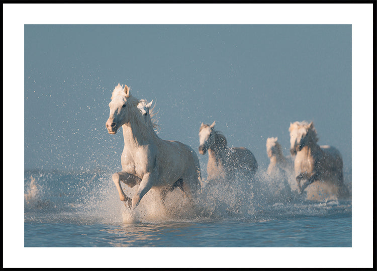 Plakát Andělé z Camargue
