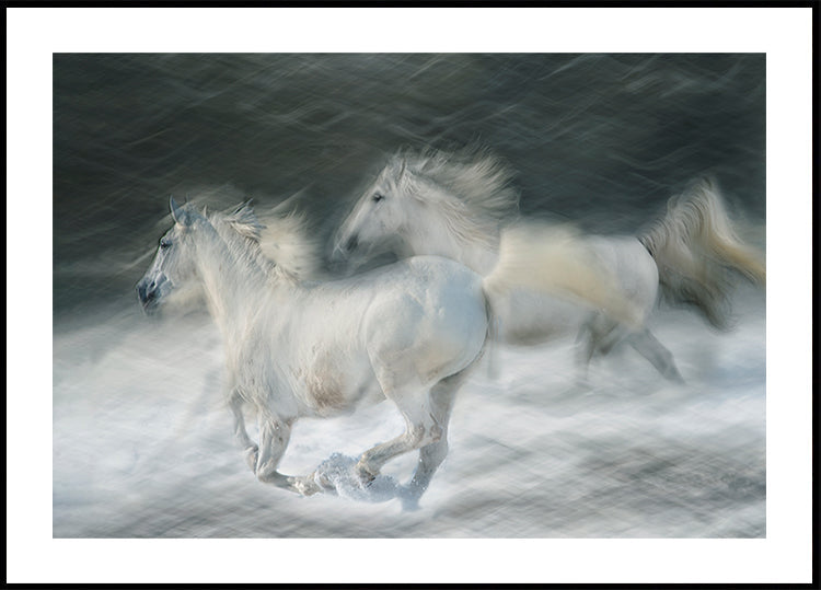 cval v souboji Plakát