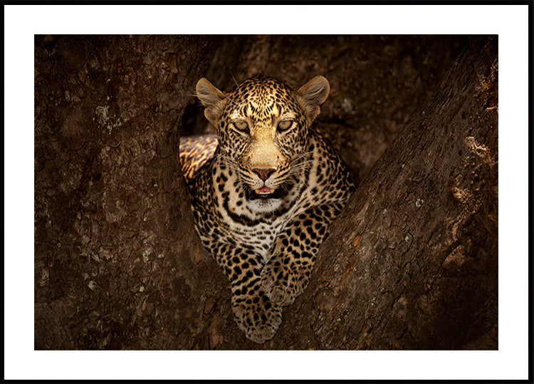 Leopard odpočívá na stromě v Masai Mara