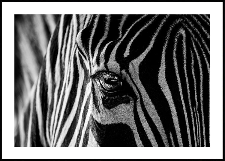 Abstraktní Zebra plakát