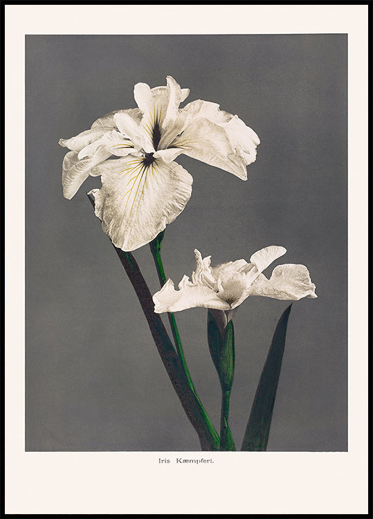 Plakát Iris Kæmpferi