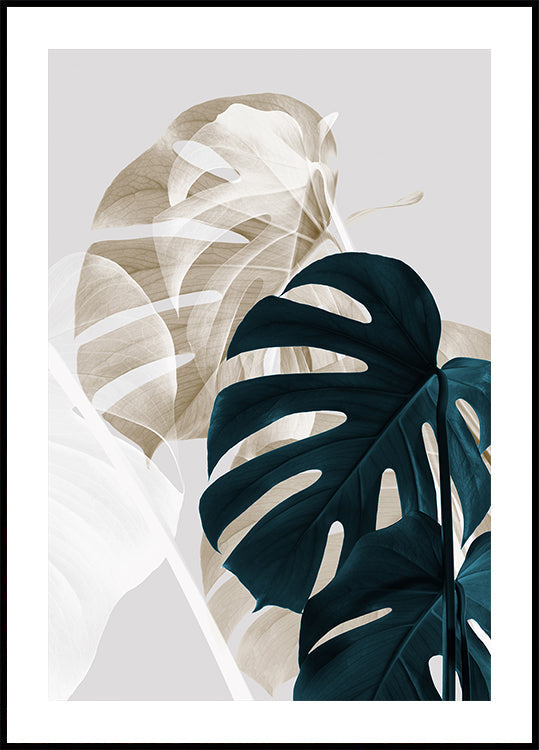 Monstera Creative 05