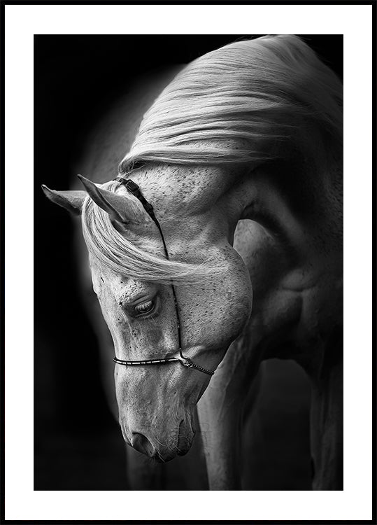 bílý hřebec plakát