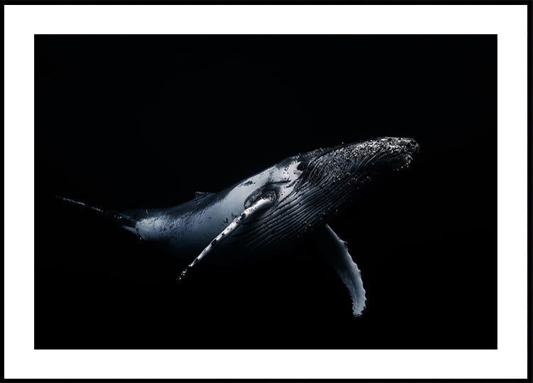 Plakát Black & Whale