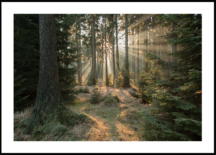 Paprsky, část 2 plakát