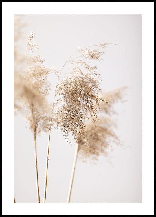 Plakát Reed Grass Grey 09