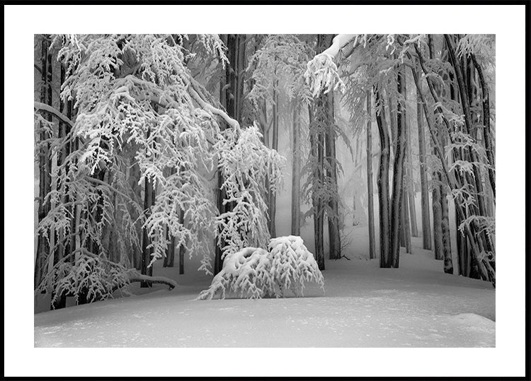 Perfect Winter Plakat