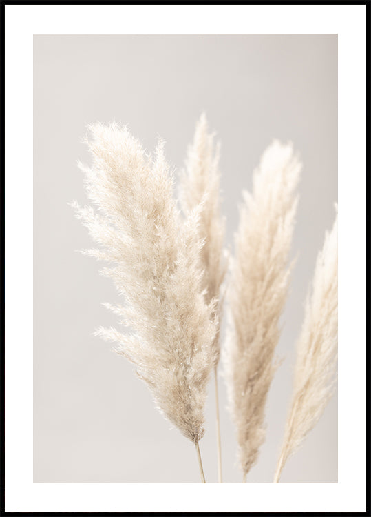 Plakát Pampas Grass Grey 02
