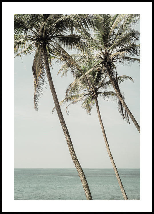 Plakát Ocean Breeze Palms