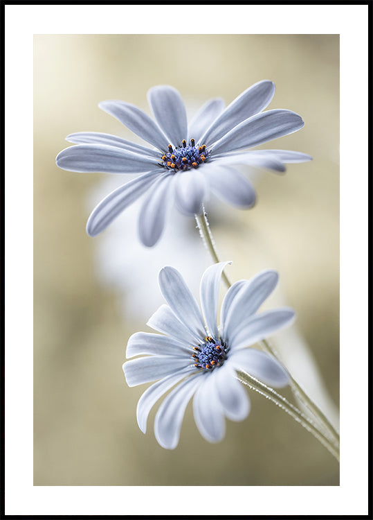 Plakát Cape daisies