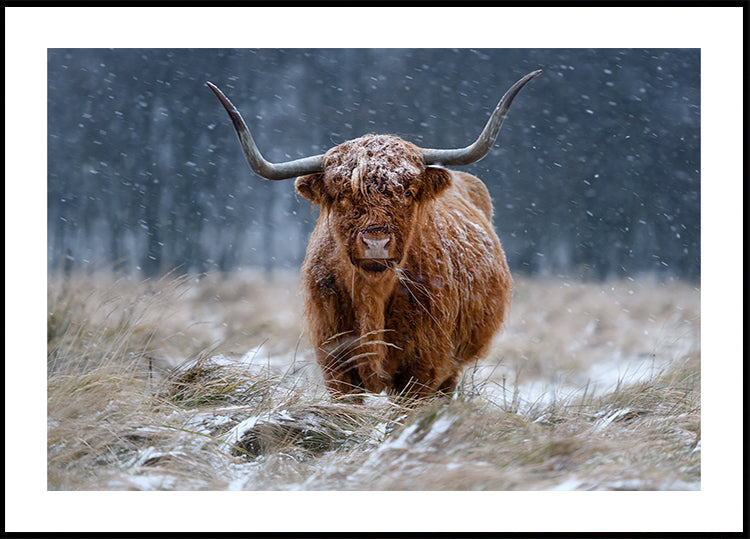 Zasněžená Highland kráva