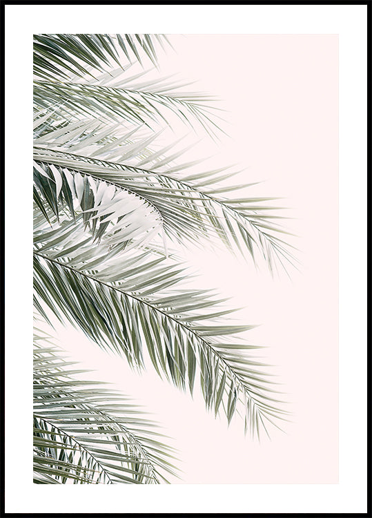 Blush Palm Leaves (NOVINKA)