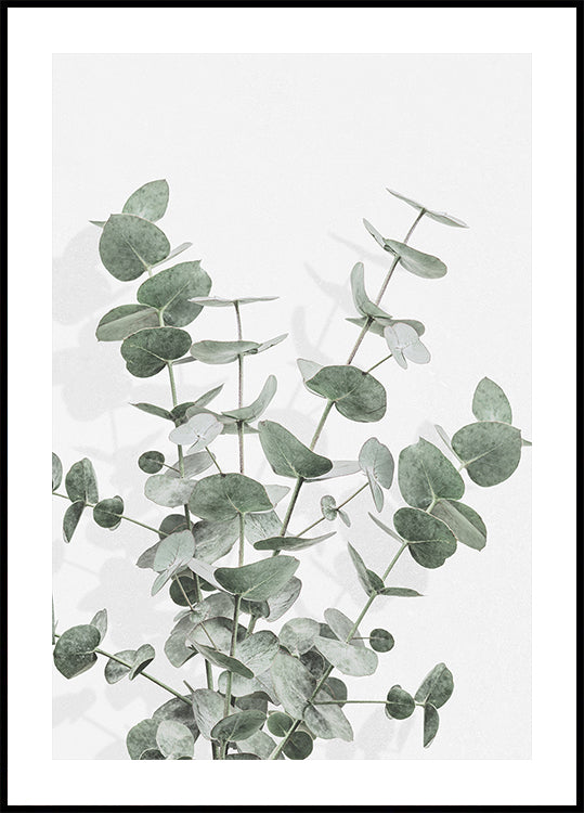 Plakát Eucalyptus Creative 16